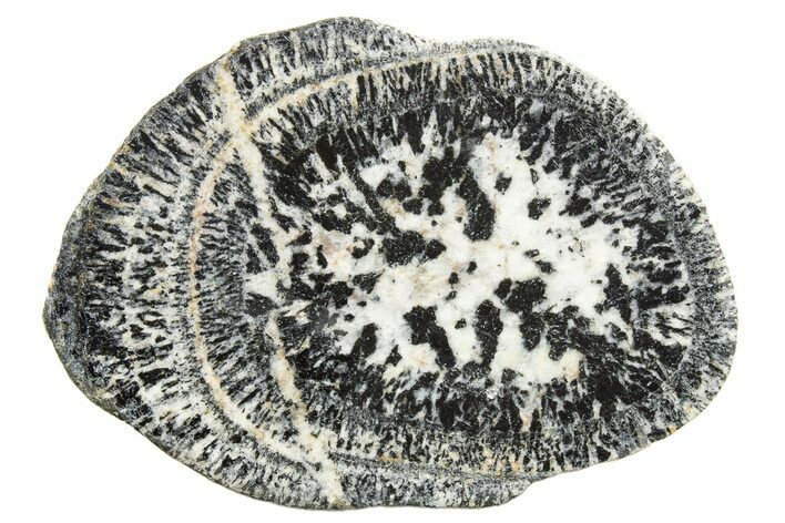 Polished Orbicular Granite Section - Western Australia #317967
